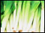 leeks