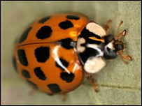Harmonia axyridis succinea (Mike Majerus)