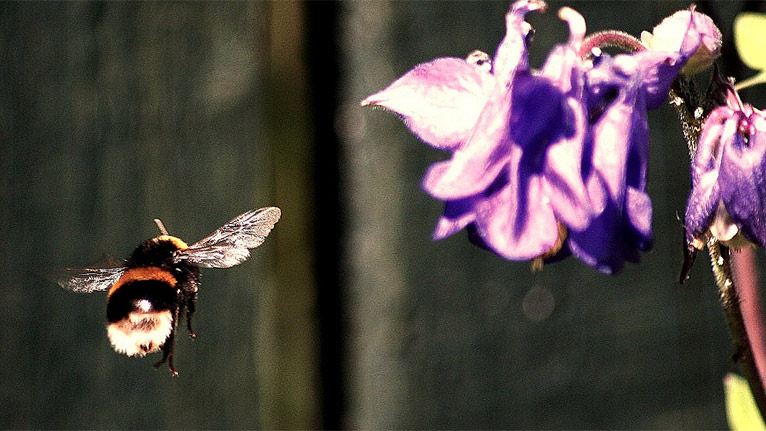 Flight of the bumblebee by Sel Felin