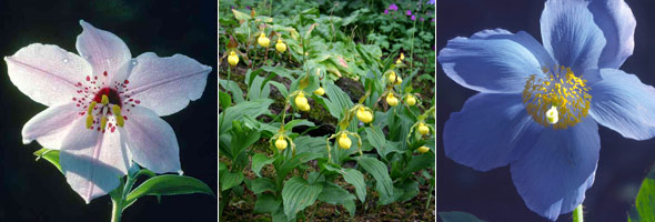 Nomocharis saluenensis (Chinese lily), Cypripedium parviflorum (Greater Yellow Lady's-slipper), Meconopsis grandis (Himalayan blue poppy)