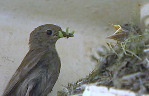 Black redstart feeding its young