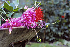 cut dahlias in a wheelbarrow
