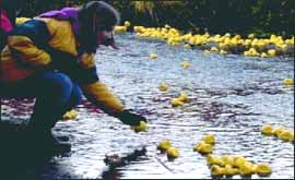 The Kenilworth Lions duck race 
