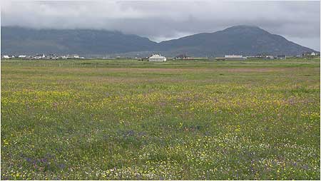 Machair c/o Paul Grennan