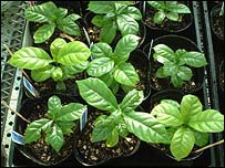 Planta de café