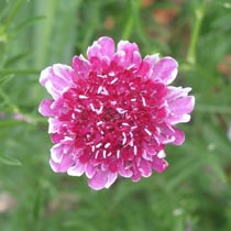 Scabiosa 'Burgundy Bonnets'