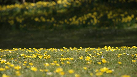 yellow_flowers_jmcl.jpg