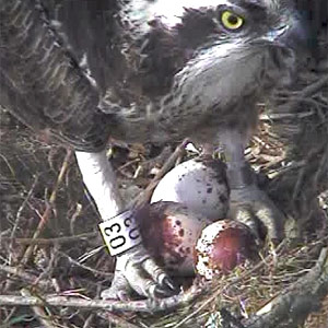 Nora sitting on her three eggs. Image courtesy of the Montgomeryshire Wildlife Trust.