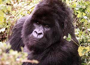 Male Gorilla ©Mike Cranfield