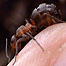 Ant