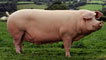 Image of a pig, Goldfoot Lucky Girl