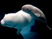 Foto do livro ZooBorns, de Andrew Bleiman e Chris Eastland, publicado por Constable & Robinson