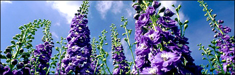 Delphiniums