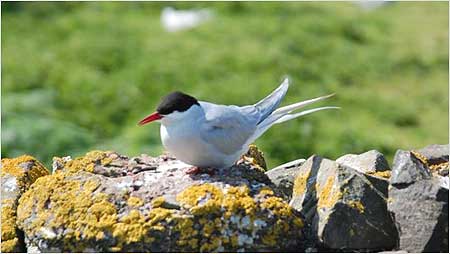 Tern