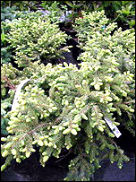 Picea Mariana 'Nana'