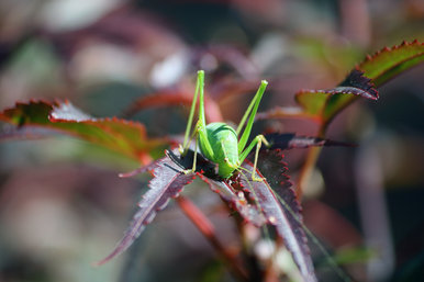 Grasshopper