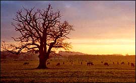 Sunset at Windsor Great Park