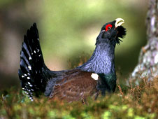 Capercaillie (c) RSPB images