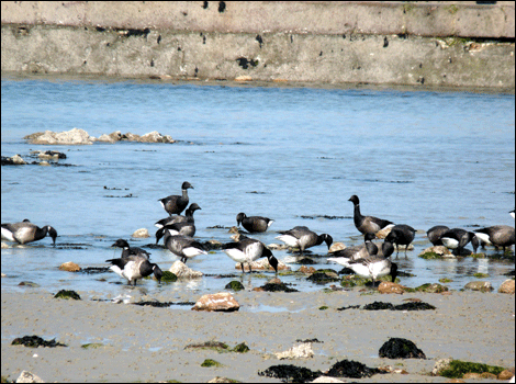Brent geese tucking into eel grass