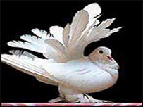 کوتره