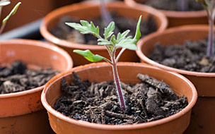 Baby oak tree Baby oak tree