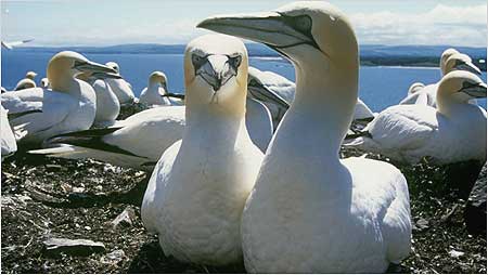 Gannets c/o RSPB Images and Andy Hay