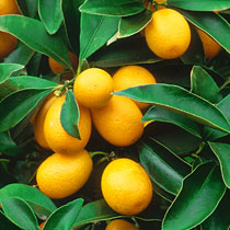 Fortunella japonica 'Nagami'