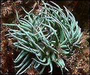 Snakelocks anemone