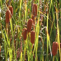 Typha minima