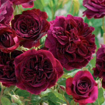 Rosa 'Munstead Wood'