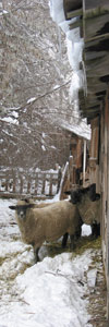 Sheep walk outside a wooden stable in the snow. © istockphoto.com/Catherine and Ivan Oakeson