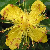 Hypericum