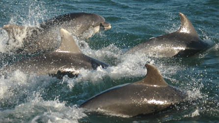 Dolphins by Nia Jones, Wildlife Trusts Wales.