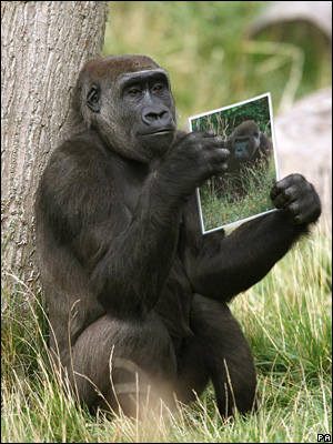 meditativegorilla300pa.jpg