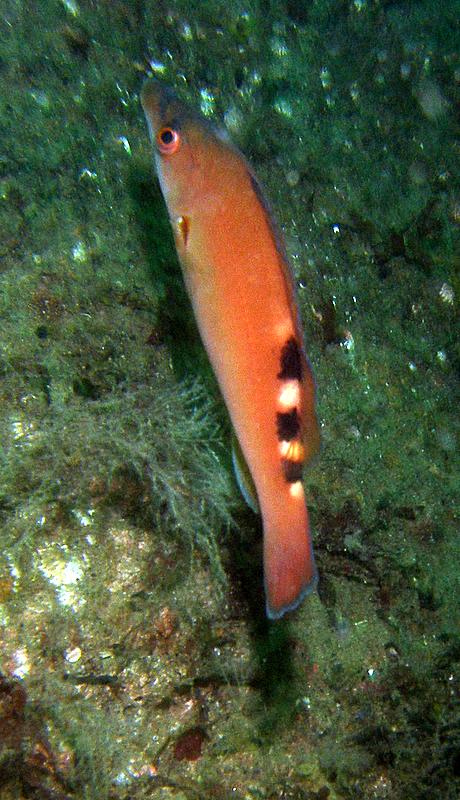 Female cuckoo wrasse