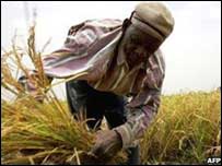 Agricultor africano
