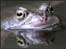 Frogs - taken by Ed Lukaszewski from Kidderminster