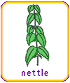 nettle