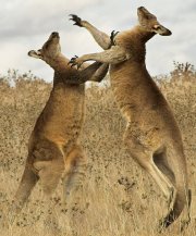 boxingkangaroos