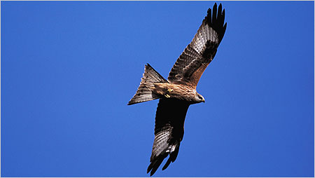 Red Kite c/o rspb Andy Hay 