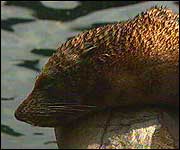 Seal 