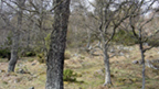 Native trees in the Caledonian Forest at Dundreggan.