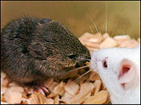 Rato clonado (esq.) - Foto: PNAS/PA