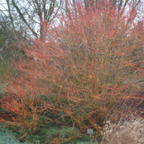 Cornus sanguinea 'Winter Beauty'