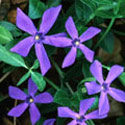 Vinca, Periwinkle