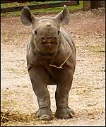 Zuri is growing more confident