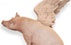 flying pig