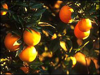 Laranjas