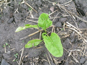 Spinach but not enough yet for a sag aloo