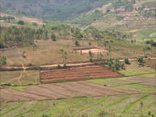 Terraced fields in Rwanda